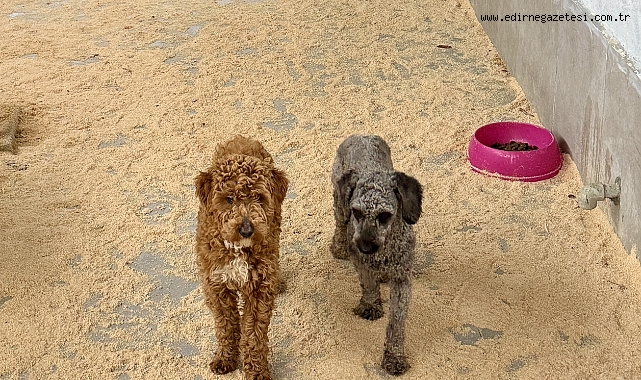 Cins köpekler sahiplendirildi