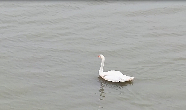 Edirne’de özgürlüğüne kavuştu