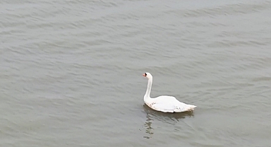 Edirne’de özgürlüğüne kavuştu