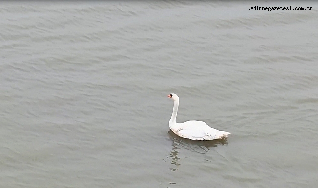 Edirne’de özgürlüğüne kavuştu