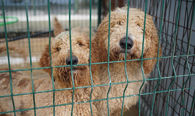 El konulan cins köpekler sahiplendirilecek