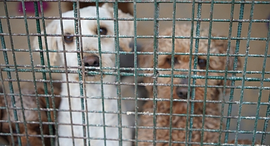 El konulan cins köpekler sahiplendirilecek