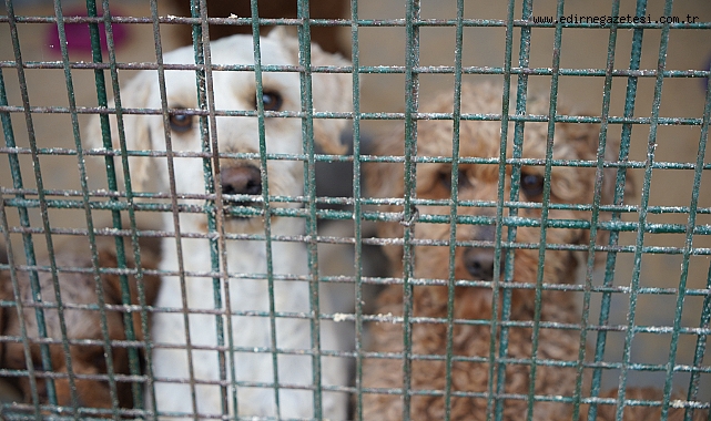 El konulan cins köpekler sahiplendirilecek