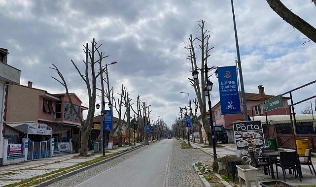 Karaağaç Yolunda Sert Budama Tepkisi