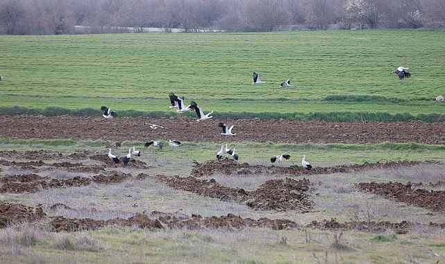 Leylekler Kırklareli'nde mola verdi