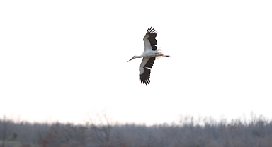 Leylekler Kırklareli'nde mola verdi