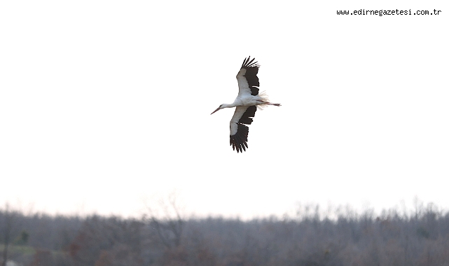 Leylekler Kırklareli'nde mola verdi