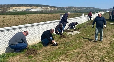 Mezarlık Alanına Selvi Dikimi