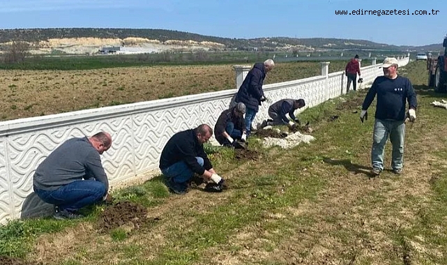 Mezarlık Alanına Selvi Dikimi
