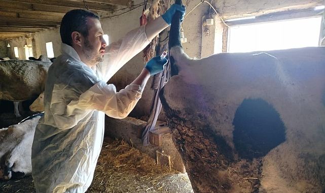 Şap Hastalığına Karşı Sero-Surveyans Çalışmaları Başlatıldı