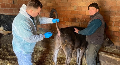 Şap Hastalığına Karşı Sero-Surveyans Çalışmaları Başlatıldı