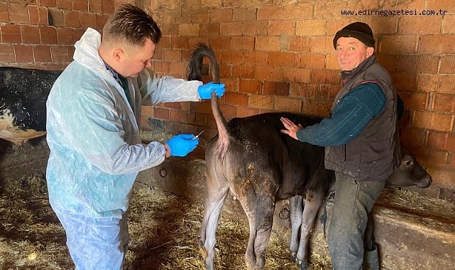 Şap Hastalığına Karşı Sero-Surveyans Çalışmaları Başlatıldı