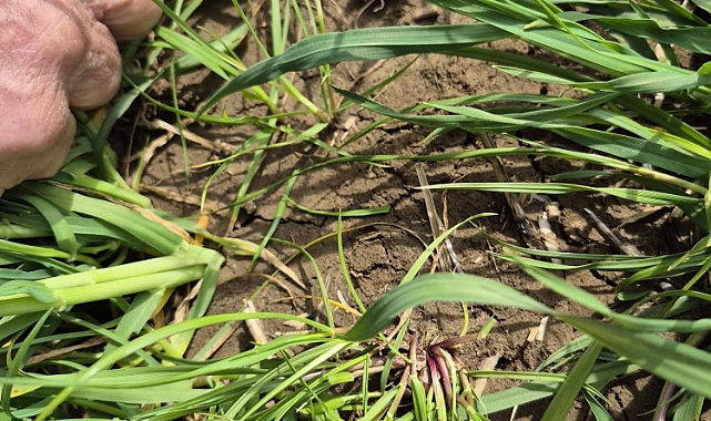 Ziraat Odası’ndan Üreticilere Hastalık Uyarısı