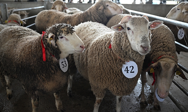 2. Koç ve Teke Mezatı düzenlendi