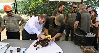 500 leylek ve 100 şah kartalı halkalanacak