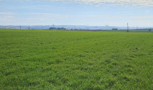 Buğdayda Fazla Azot Tehlikesi