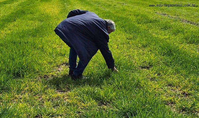 Buğdayda Fazla Azot Tehlikesi