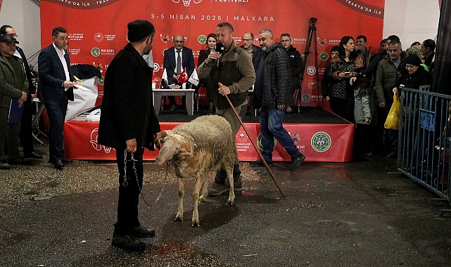 Damızlık Koç Yarışması düzenlendi