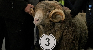 Damızlık Koç Yarışması düzenlendi