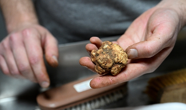 Edirne’den Dünyaya Trüf İhracatı
