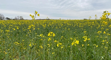 Edirne’nin Sarı Gelini Tarlaları Altın Rengine Bürüdü