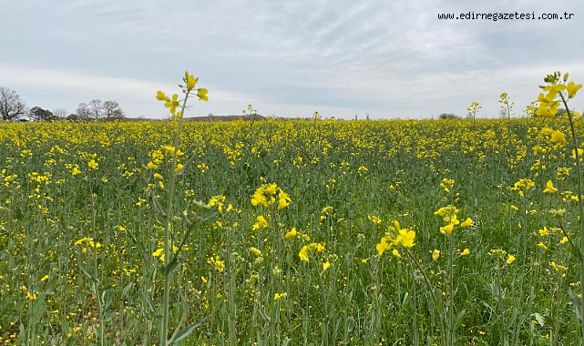 Edirne’nin Sarı Gelini Tarlaları Altın Rengine Bürüdü