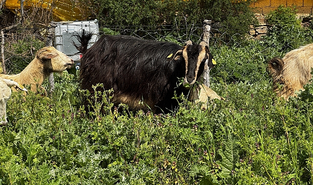 Islah projeleri yerli keçi ırklarında sayıyı artırıyor