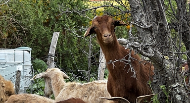 Islah projeleri yerli keçi ırklarında sayıyı artırıyor