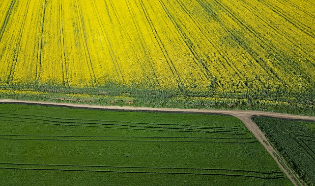 Kanola çiçekleri ve buğday başakları tarlaları renklendirdi