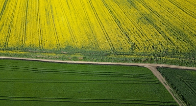 Kanola çiçekleri ve buğday başakları tarlaları renklendirdi