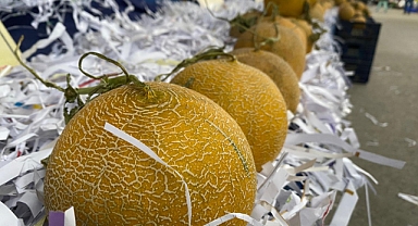 KARPUZ VE KAVUN TEZGAHLARDA