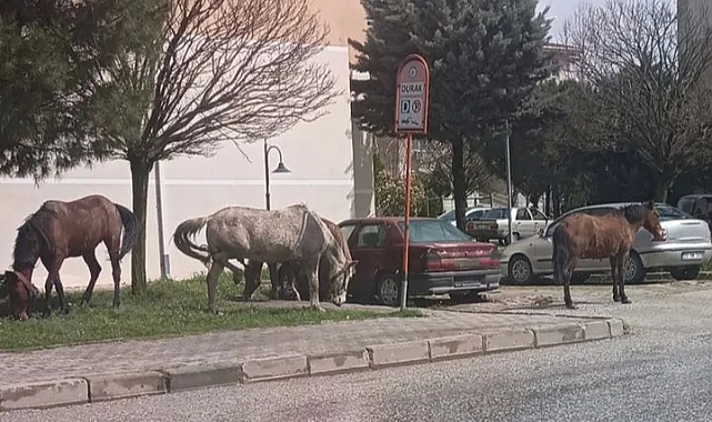 Mahalle Muhtarı Atlardan İsyan Etti