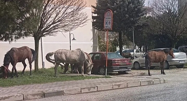 Mahalle Muhtarı Atlardan İsyan Etti