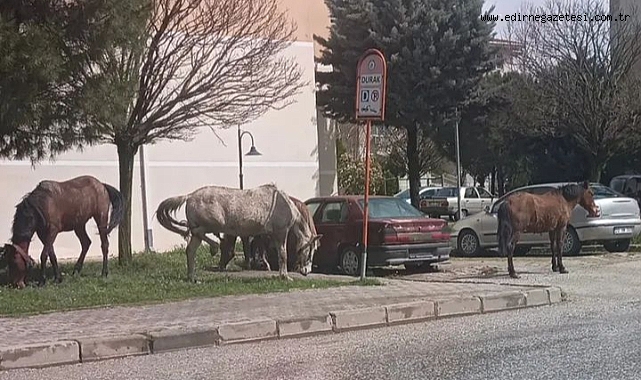 Mahalle Muhtarı Atlardan İsyan Etti