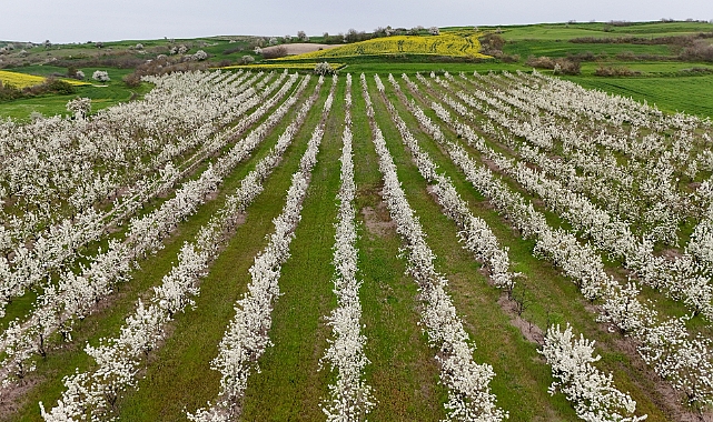Meyve ağaçlarının çiçek açmasıyla bahçeler beyaza büründü