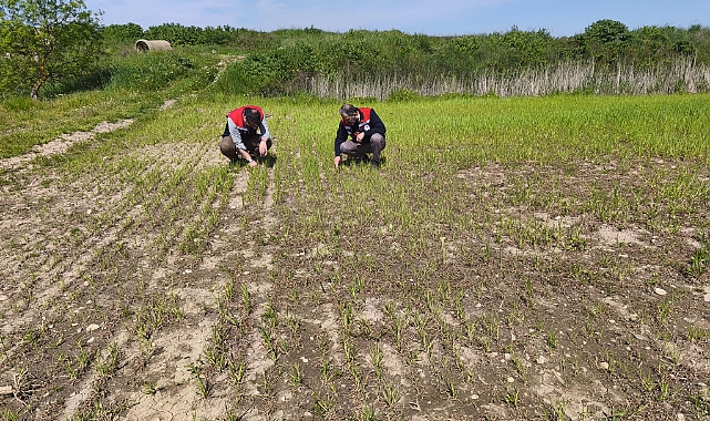 Tarım arazilerinde hasar tespit çalışmaları tamamlandı