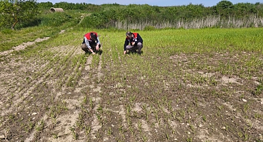 Tarım arazilerinde hasar tespit çalışmaları tamamlandı