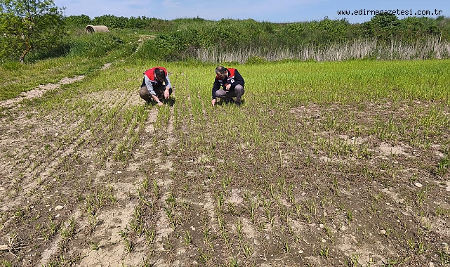 Tarım arazilerinde hasar tespit çalışmaları tamamlandı