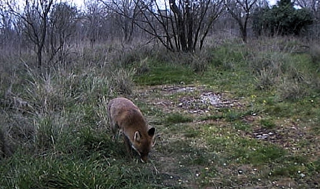 Yaban hayatı görüntülendi