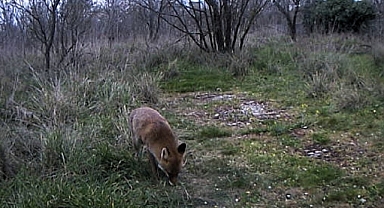 Yaban hayatı görüntülendi