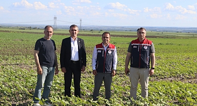 Anıza Ayçiçeği Ekimi Yerinde İncelendi