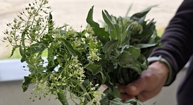 Ayçiçeği Üreticilerine Herbisit Uyarısı