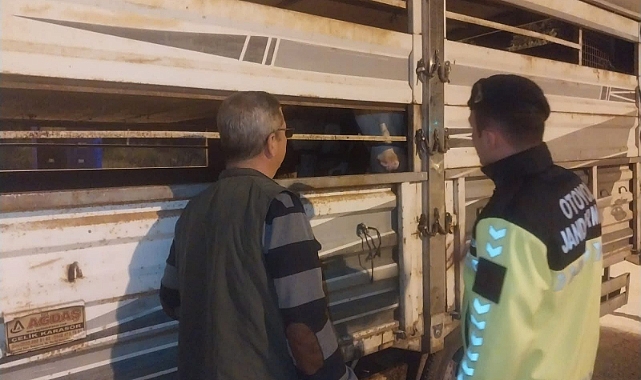 Belgesiz Hayvanlara Yasal İşlem Uygulandı
