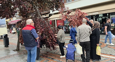 Yağmur Yağdı, Ağaç Kırıldı