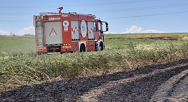 100 dekar buğday ekili alan yandı