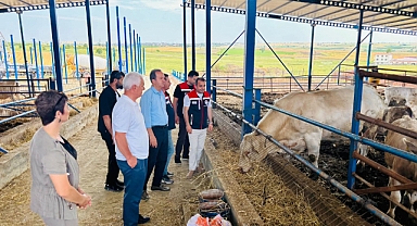 5 Hayvandan 213 Başlık Sürüye