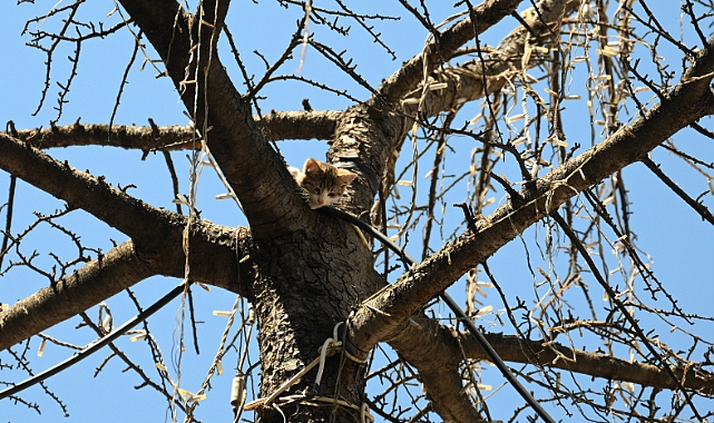 Ağaçta mahsur kalan kedi yavrusu kurtarıldı