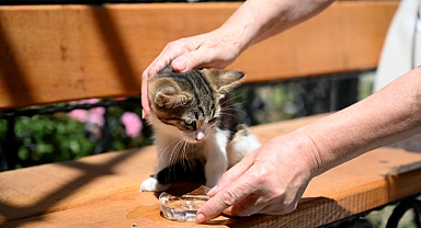 Ağaçta mahsur kalan kedi yavrusu kurtarıldı
