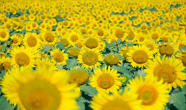 Ayçiçeği tarlaları fotoğraf tutkunlarını ağırlıyor