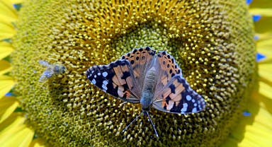 Ayçiçeği tarlaları fotoğraf tutkunlarını ağırlıyor